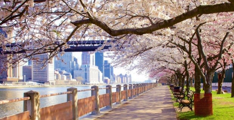 La spettacolare fioritura dei ciliegi a New York