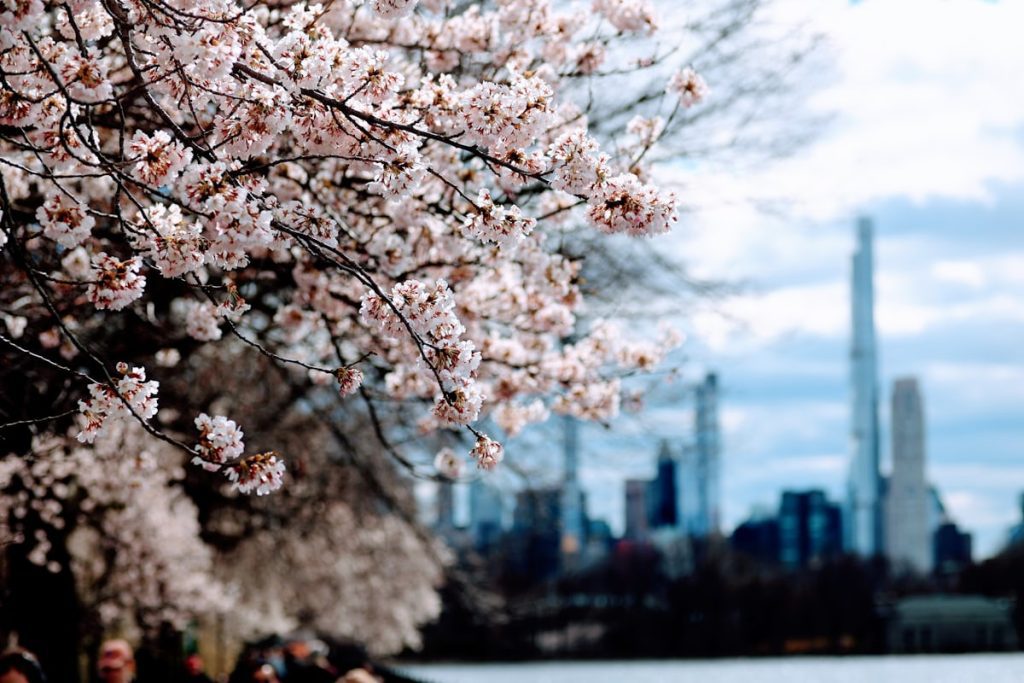Ciliegi a New York