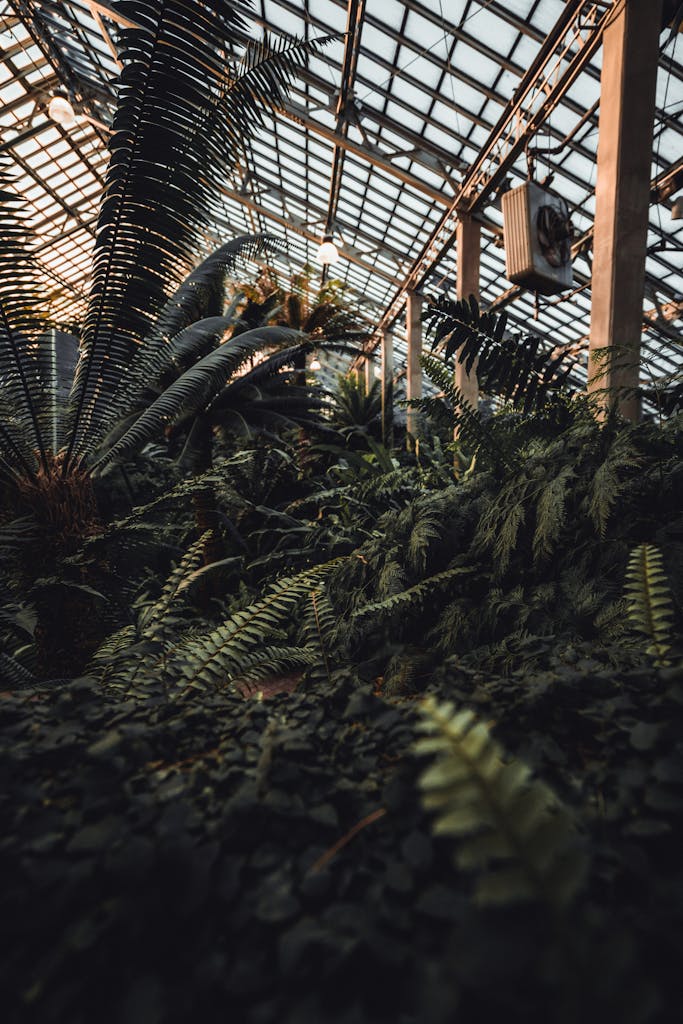 Explore the rich greenery of an indoor conservatory, showcasing lush ferns under natural light.
