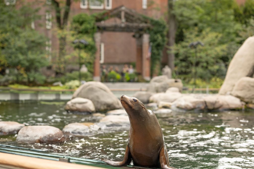 A sea lion emerges from a pond in a zoo setting with a building backdrop in New York City.